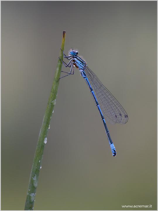 Coenagrion puella