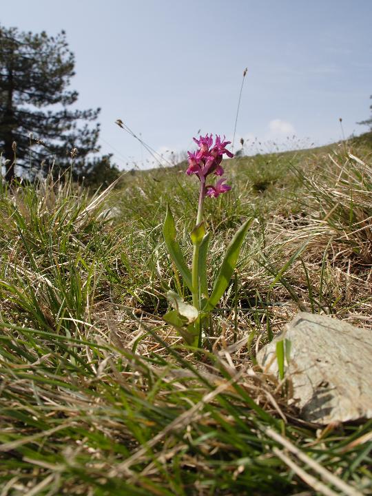 Dactylorhiza romana e ...