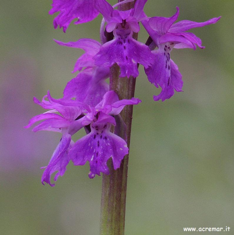 Orchis mascula