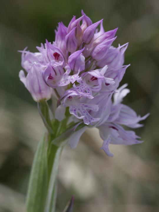 Dactylorhiza romana e ...