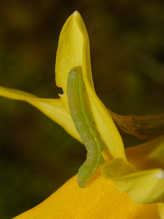 Piccolo bruco su narciso