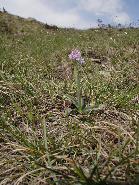 Dactylorhiza romana e ...