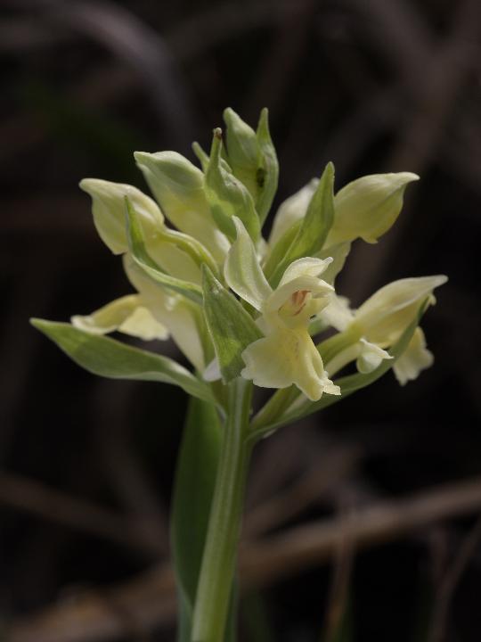 Dactylorhiza romana e ...