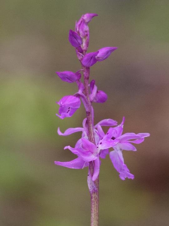 Orchis mascula