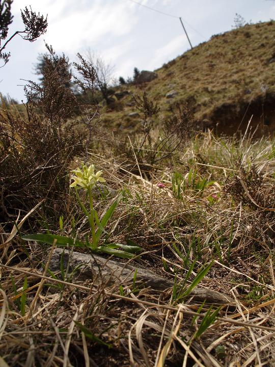 Dactylorhiza romana e ...