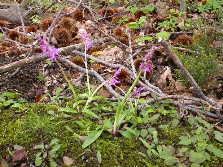 Orchis mascula