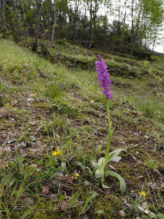 Orchis mascula