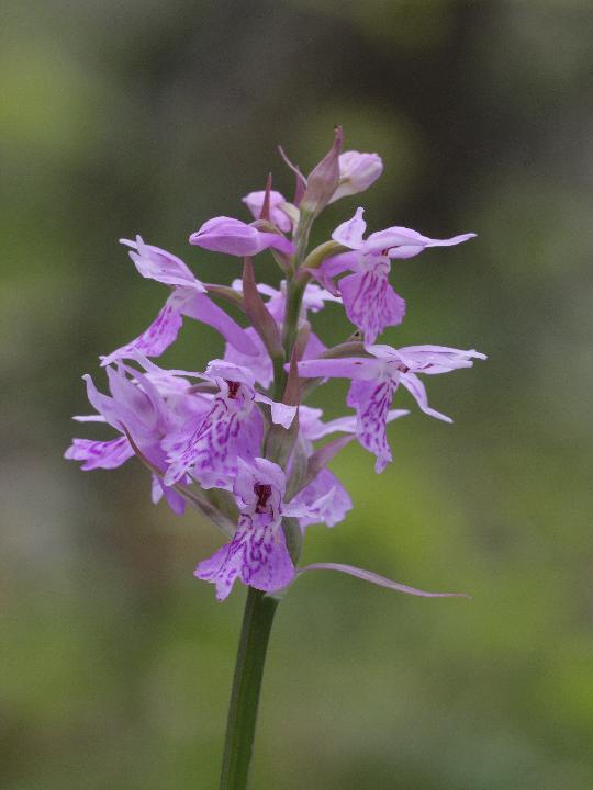 Dactylorhiza maculata