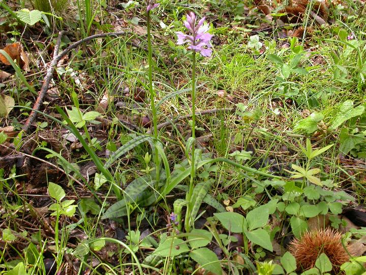 Dactylorhiza maculata