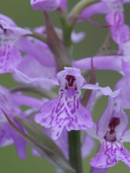 Dactylorhiza maculata