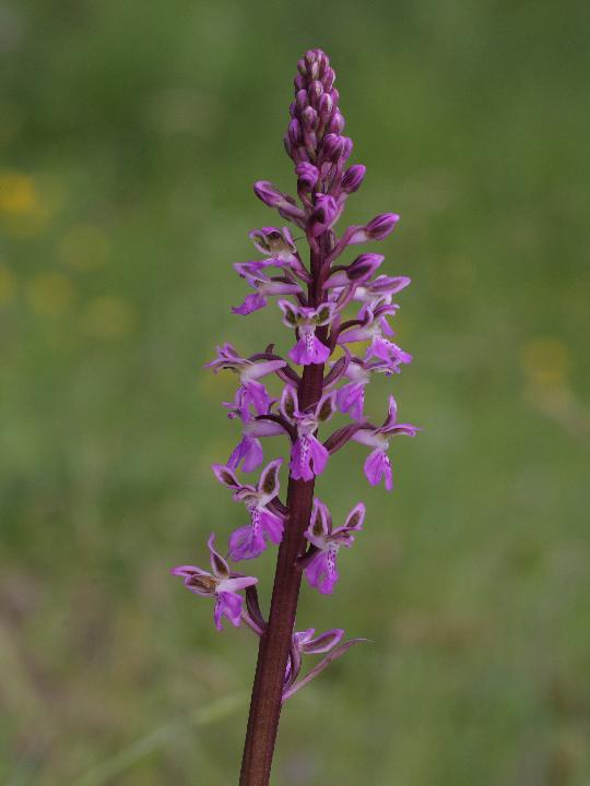 Orchis patens ed Altre orchidee