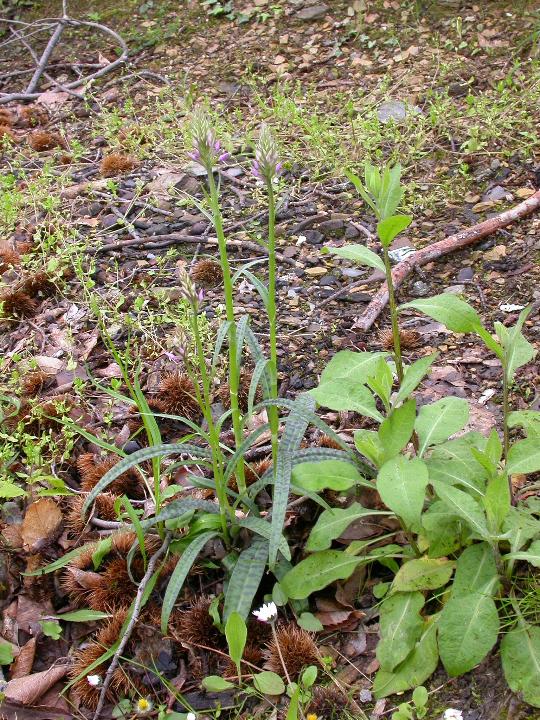 Orchis patens ed Altre orchidee