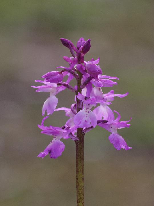 Orchis patens ed Altre orchidee