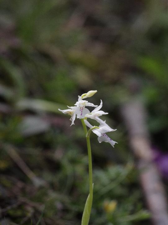 Orchis patens ed Altre orchidee