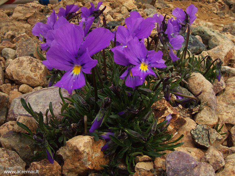 Viola calcarata subsp. cavillieri / Viola con sperone