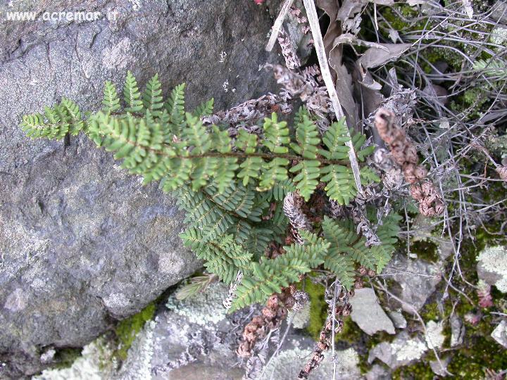 Paragymnopteris (=Notholaena) marantae / Felcetta lanosa