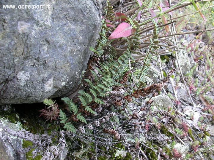 Paragymnopteris (=Notholaena) marantae / Felcetta lanosa