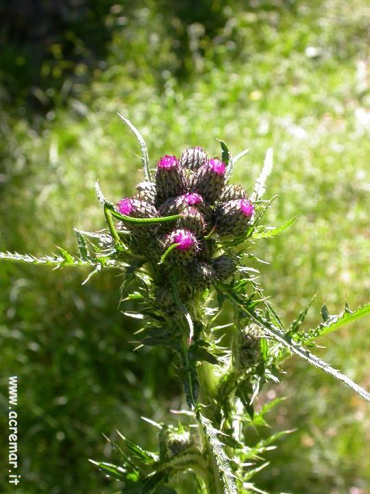 Cirsium palustre / Cardo di palude