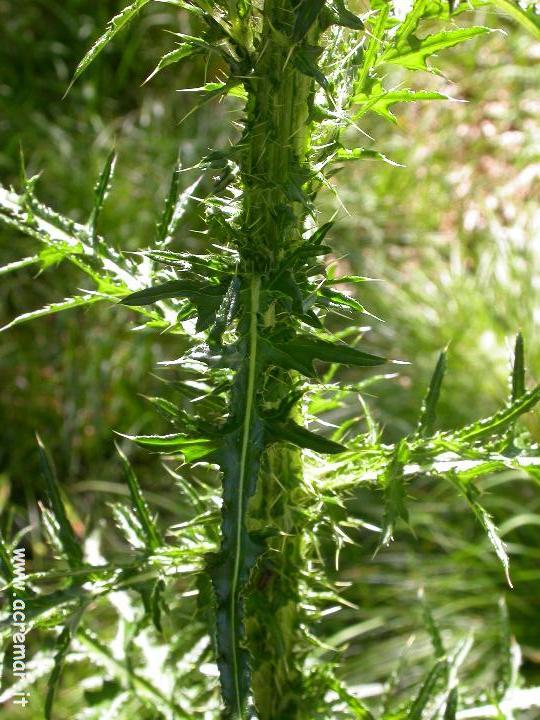 Cirsium palustre / Cardo di palude