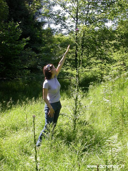 Cirsium palustre / Cardo di palude