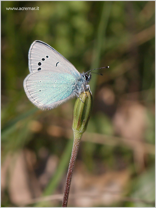 foto per libro farfalle elbane