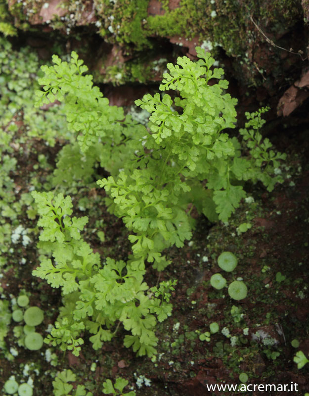 Anogramma leptophylla / Felcetta annuale