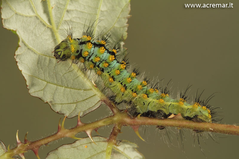 Saturnia .... ma quale? - Saturnia (Eudia) pavoniella