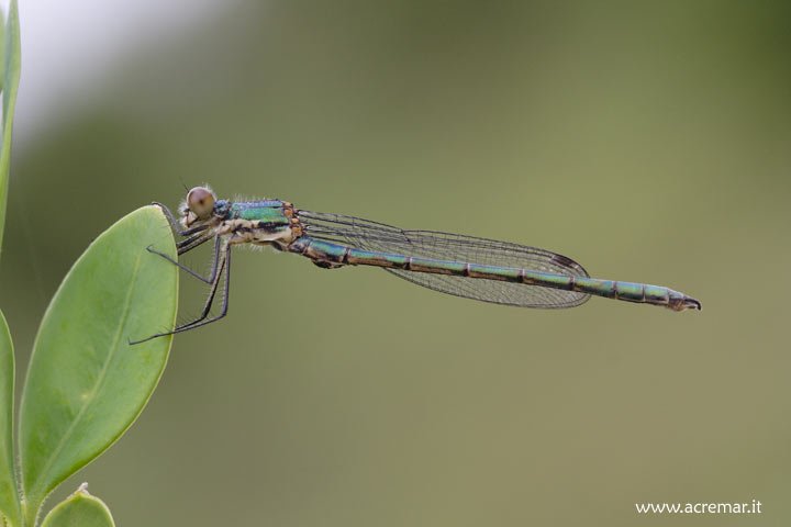 Lestes dryas e Lestes barbarus (immaturi)