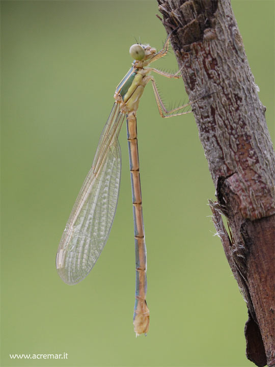 Lestes dryas e Lestes barbarus (immaturi)