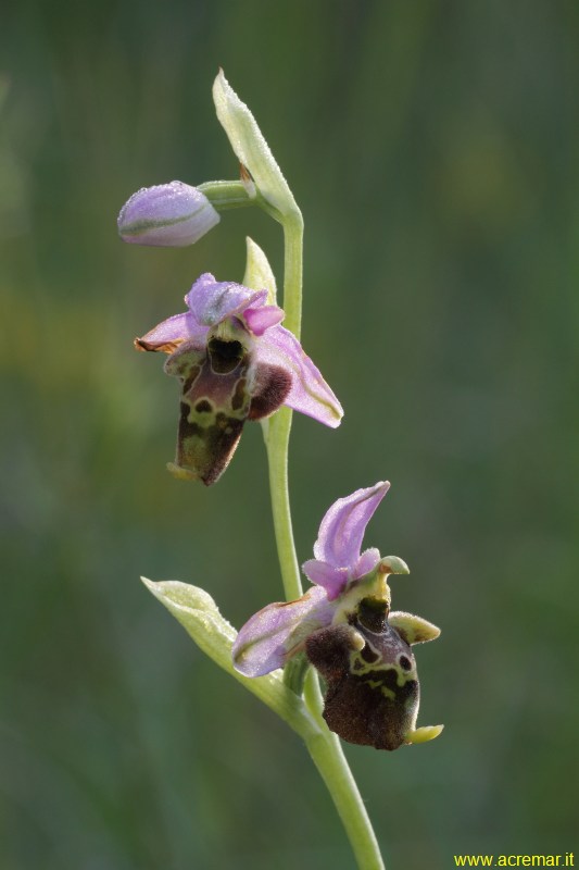 Ophrys dinarica