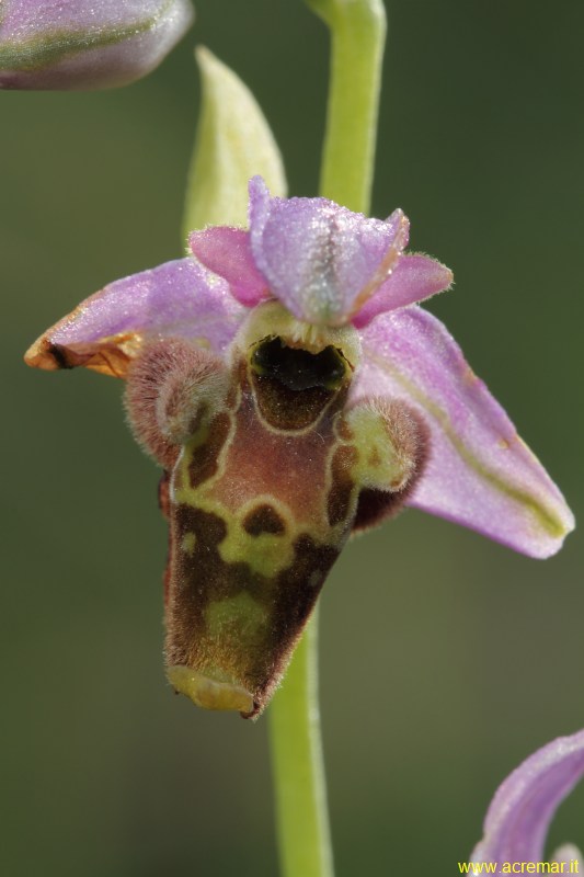 Ophrys dinarica