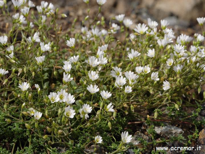 Fiorellini bianchi - Cerastium sp.