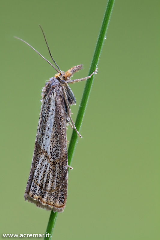 falena da identificare - Thisanotia chrysonuchella