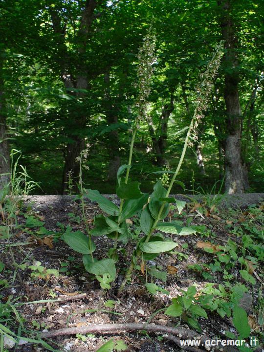 Epipactis helleborine