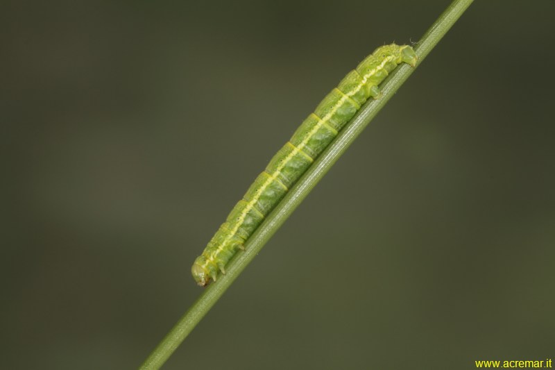 Bruco su nocciolo da identificare