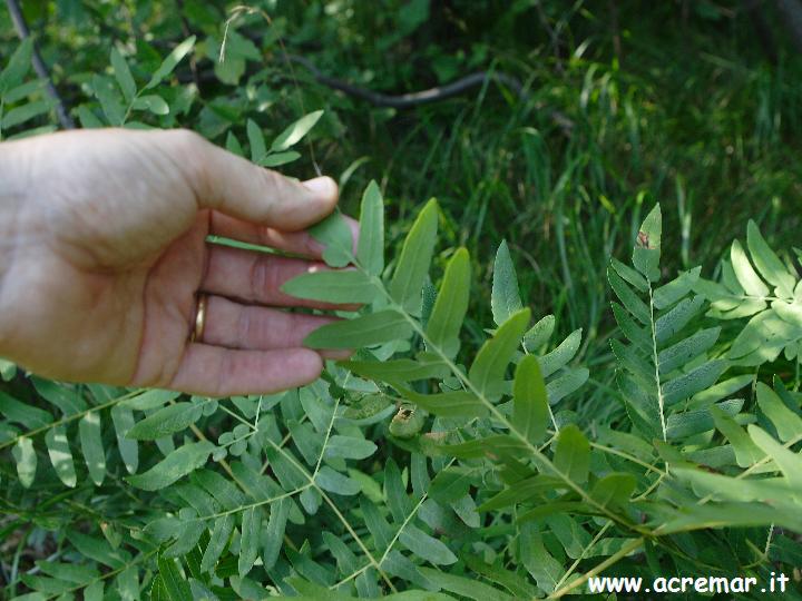 Osmunda regalis / Felce florida