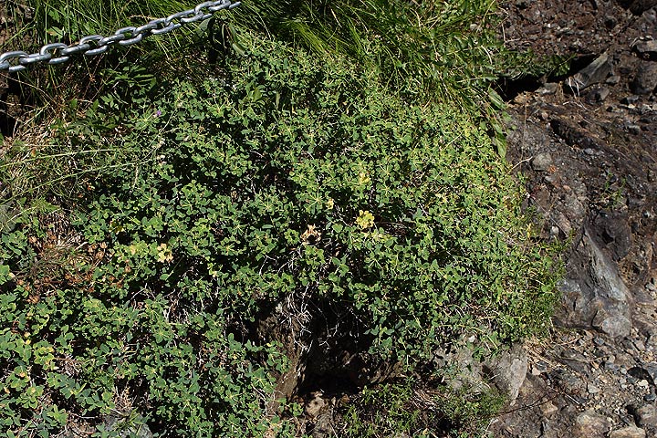 Euforbia spinosa subsp. ligustica / Euforbia spinosa