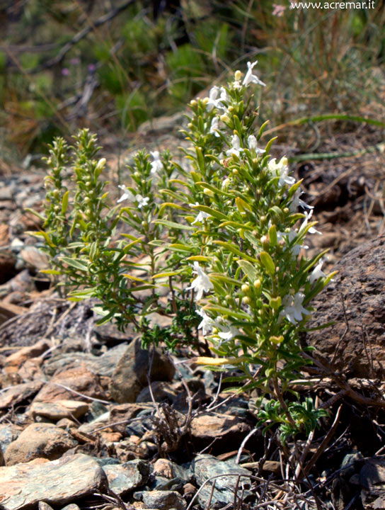 Satureja montana / Santoreggia montana