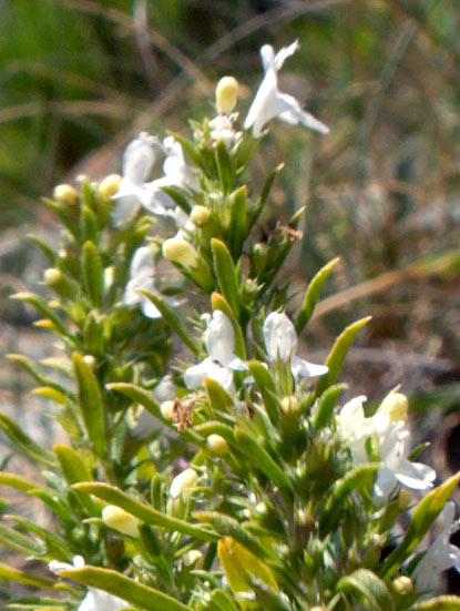 Satureja montana / Santoreggia montana