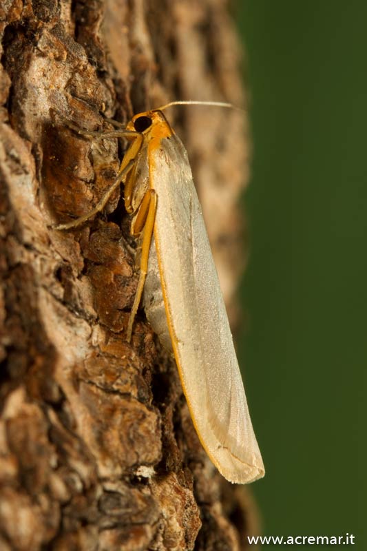 Falena da identificare