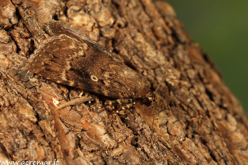 Noctuidae da identificare