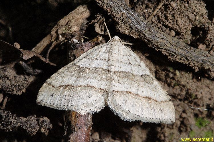 Geometride - Mesotype parallelolineata