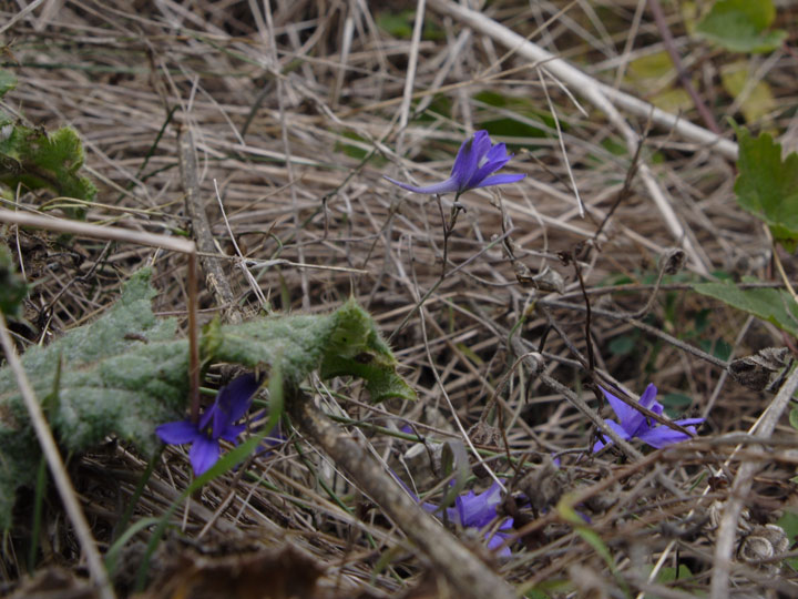 Consolida regalis