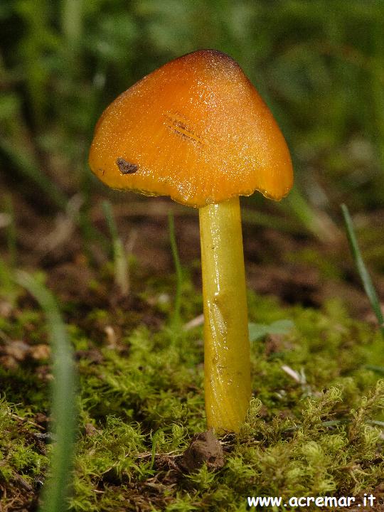 Hygrophoraceae