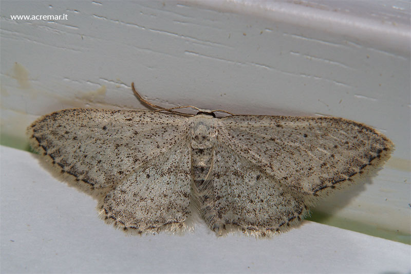 Geometride da identificare - Idaea seriata