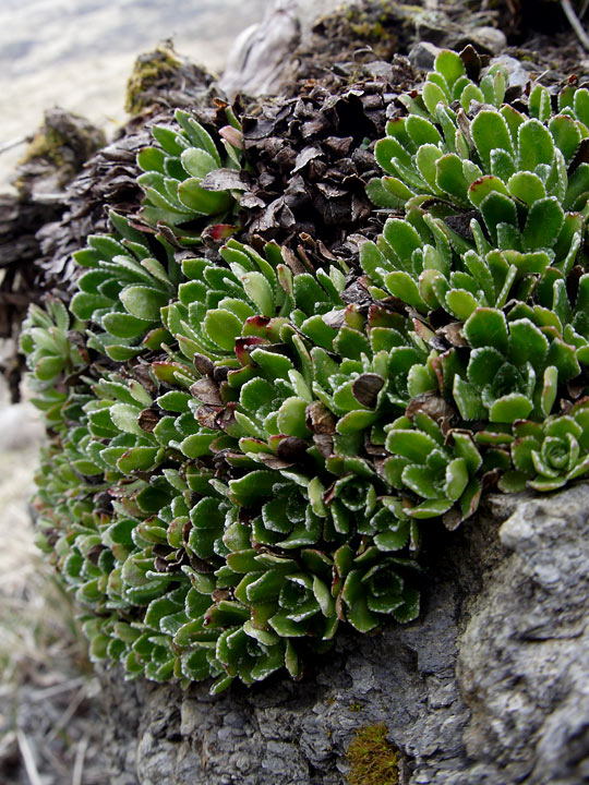 Pianta su roccera - Saxifraga paniculata