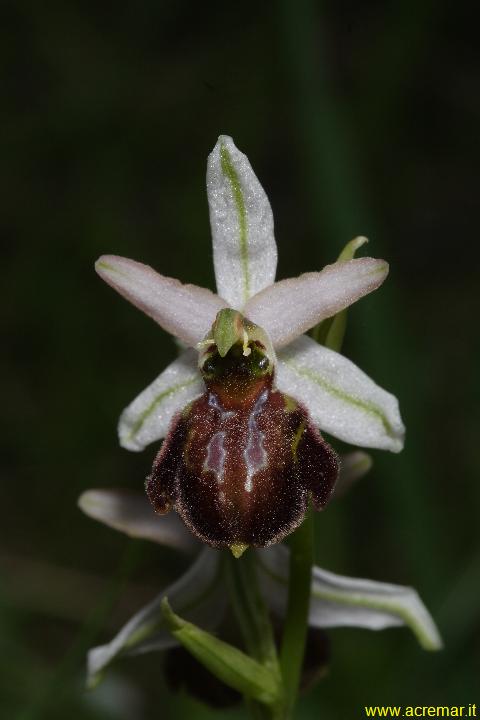 Sphegodes?