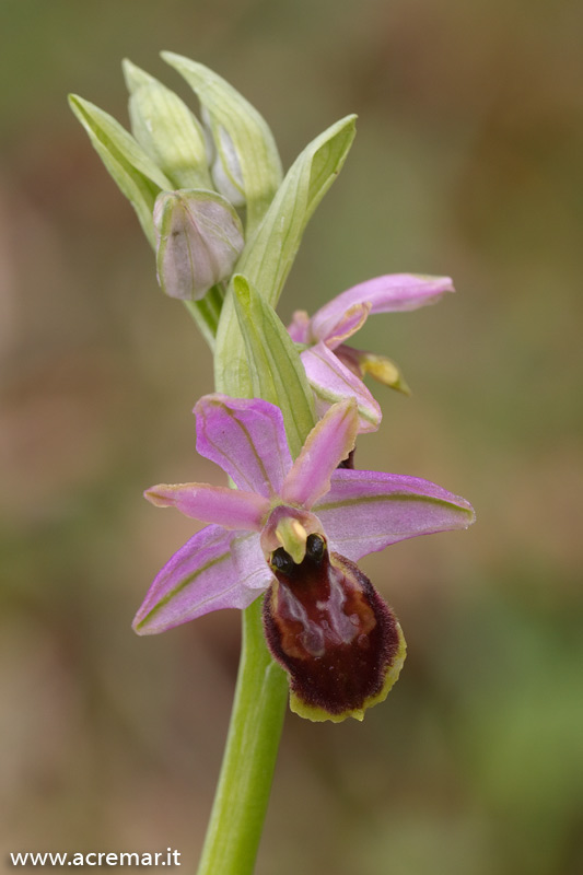 Ophrys tyrrhena ?