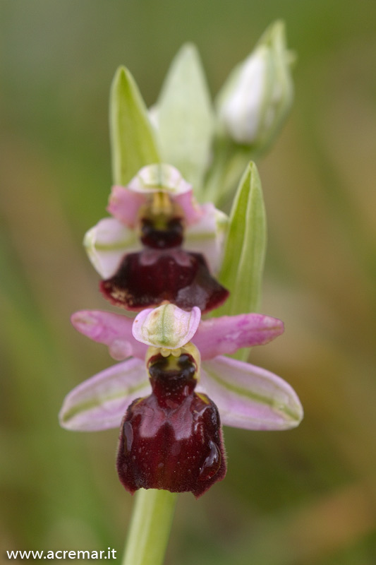 Ophrys da identificare