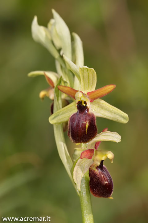 Ophrys tyrrhena?